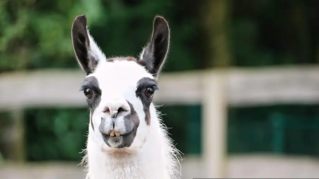 آسیبپذیری Ollama